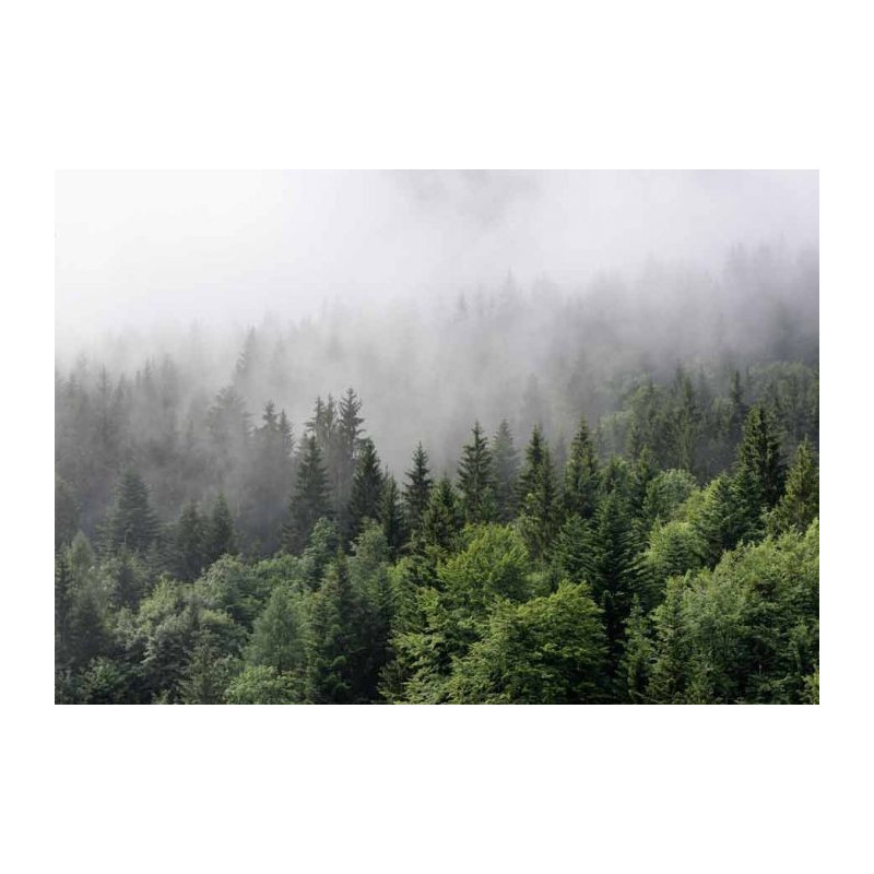 Lienzo impreso NIEBLA EN EL BOSQUE - Lienzo paisaje y naturaleza