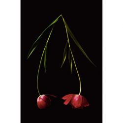 TULIPA canvas print