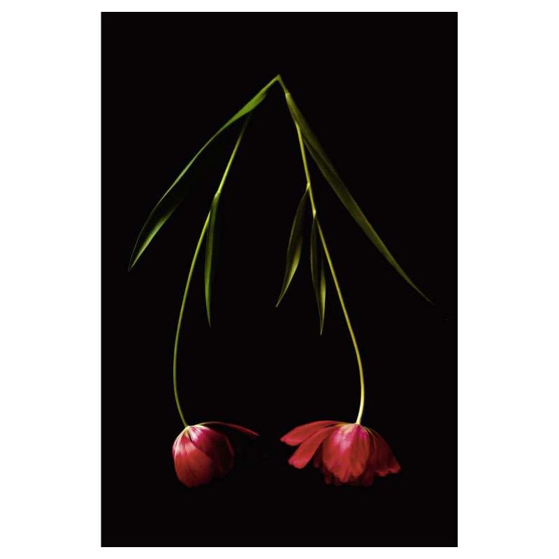 TULIPA canvas print - Canvas prints