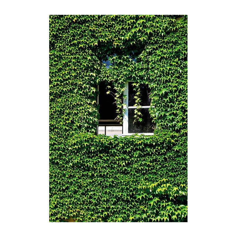 Brise vue de jardin en polyester décor Tamaricio 500 x 100 cm