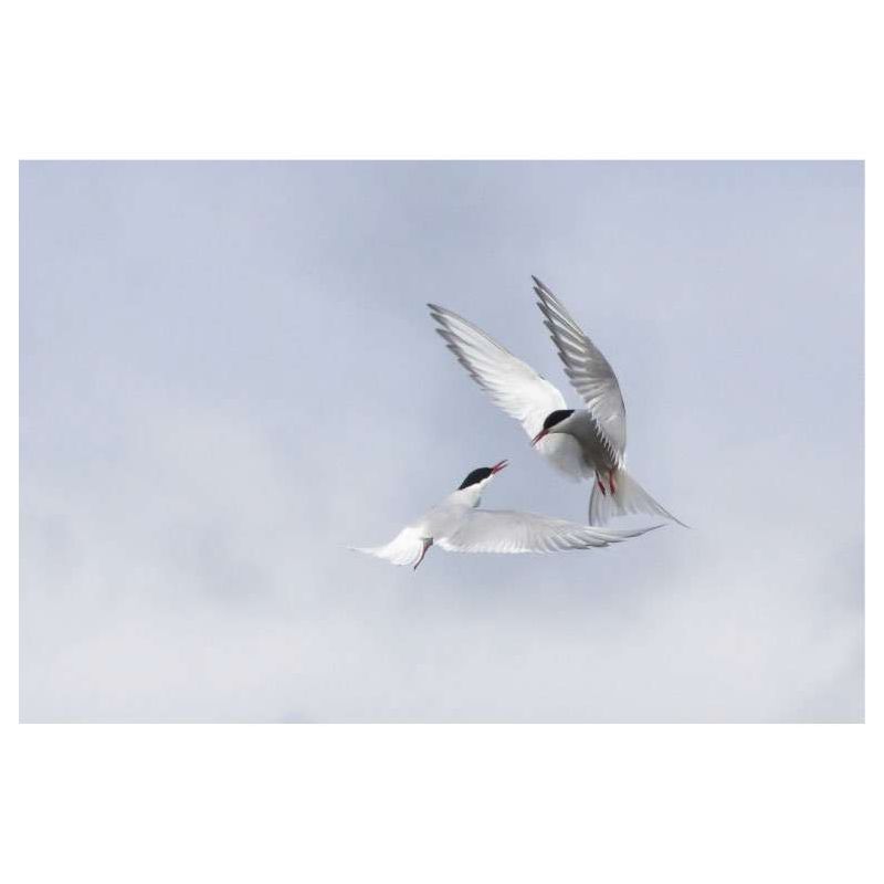 SEA SWALLOWS canvas print - Canvas print