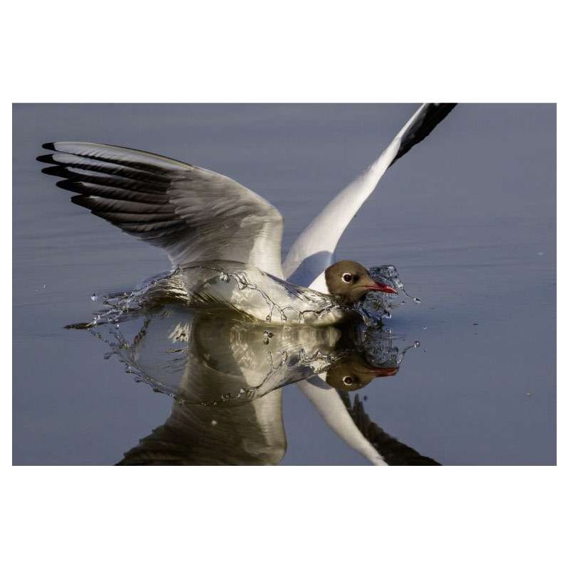 Lienzo decorativo GAVIOTA - Lienzo animales