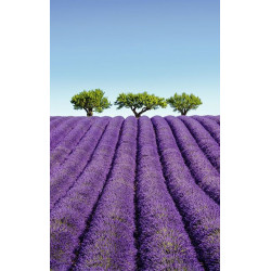 Tapiz para pared COLOR LAVANDA