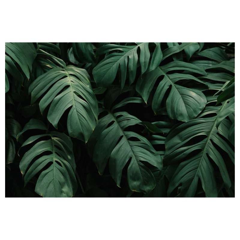Tropical leaves philodendron plant silhouette... - Stock Illustration  [79840206] - PIXTA