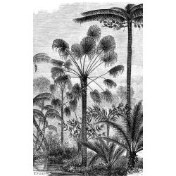 PALM TREE ENGRAVING Wallpaper