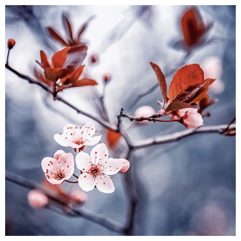 THE POETRY OF SAKURA canvas print - Flower canvas print