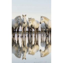 CAMARGUE