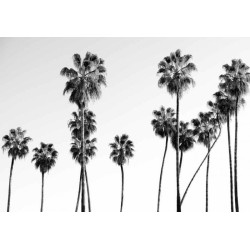 BLACK AND WHITE PALM