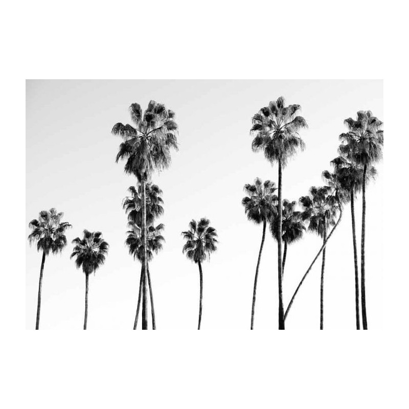 BLACK AND WHITE PALM poster - Black and white posters