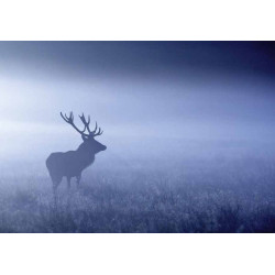 BLUE MISTY DEER