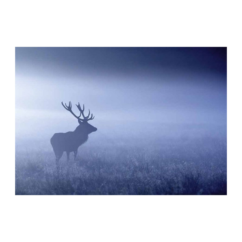 Poster BLUE MISTY DEER - Poster chambre