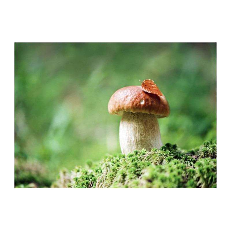 Poster CÈPE OU BOLET - Poster paysage et nature