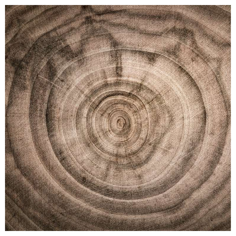 TREE RINGS poster - Landscape and nature poster