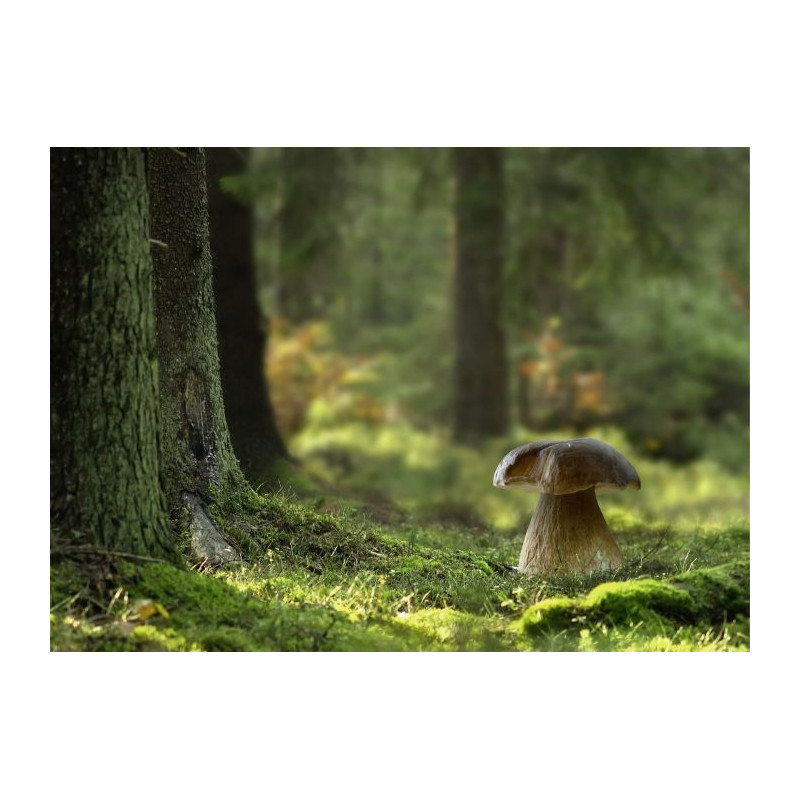 WOOD MUSHROOM poster - Forest poster