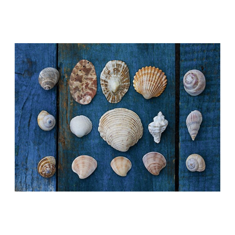 Poster COLLECTION DE COQUILLAGES - Poster mer et ocean