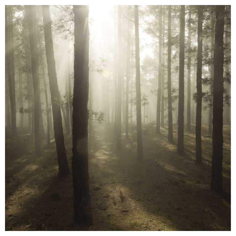 Póster A CONTRA LUZ - Poster de bosque