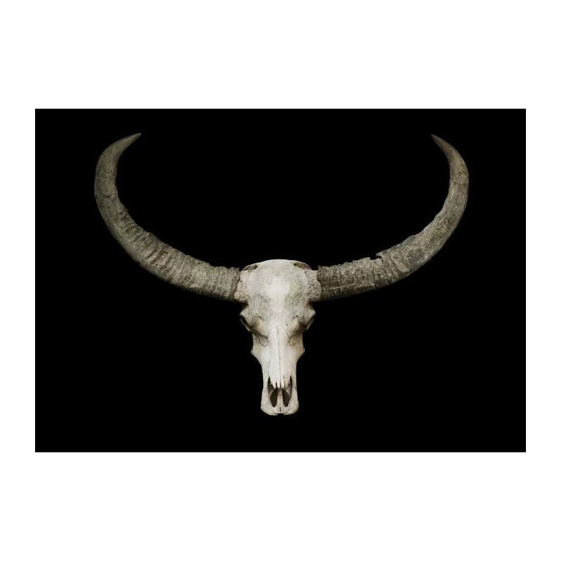 BUFFALO SKULL poster - Giant poster