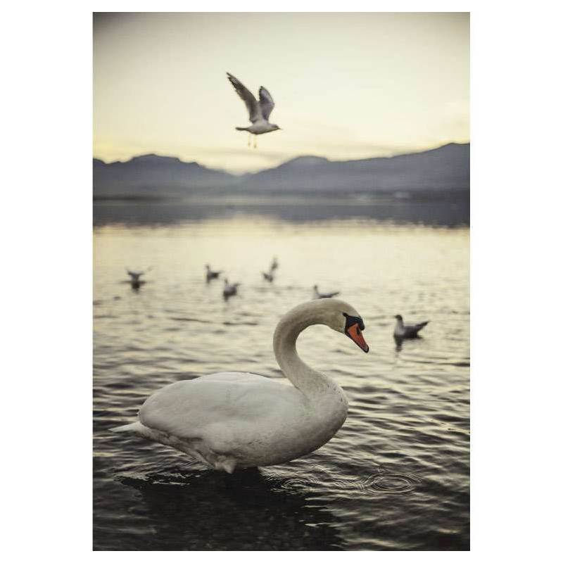 ANNECY CYGNE poster - Landscape and nature poster