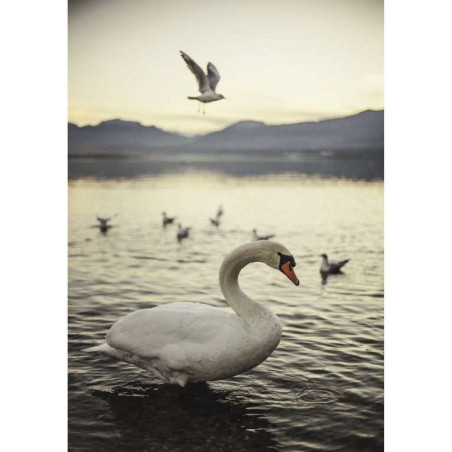 CYGNE D'ANNECY