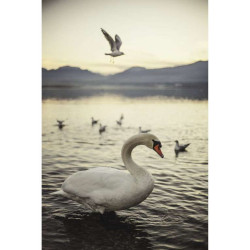 CYGNE D'ANNECY