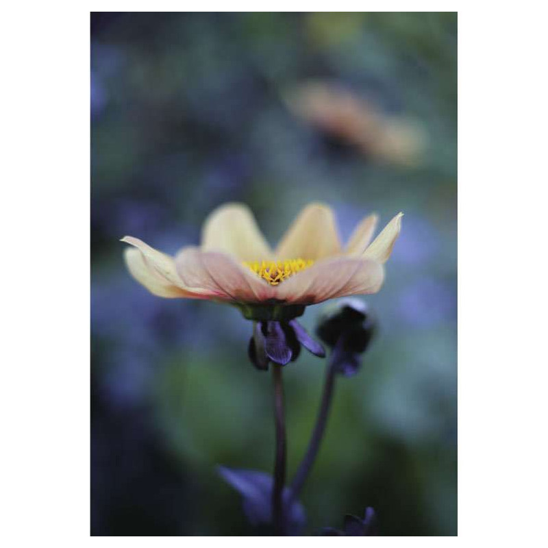 DAHLIA MIGNON poster - Flower poster