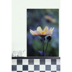 Poster DAHLIA MIGNON