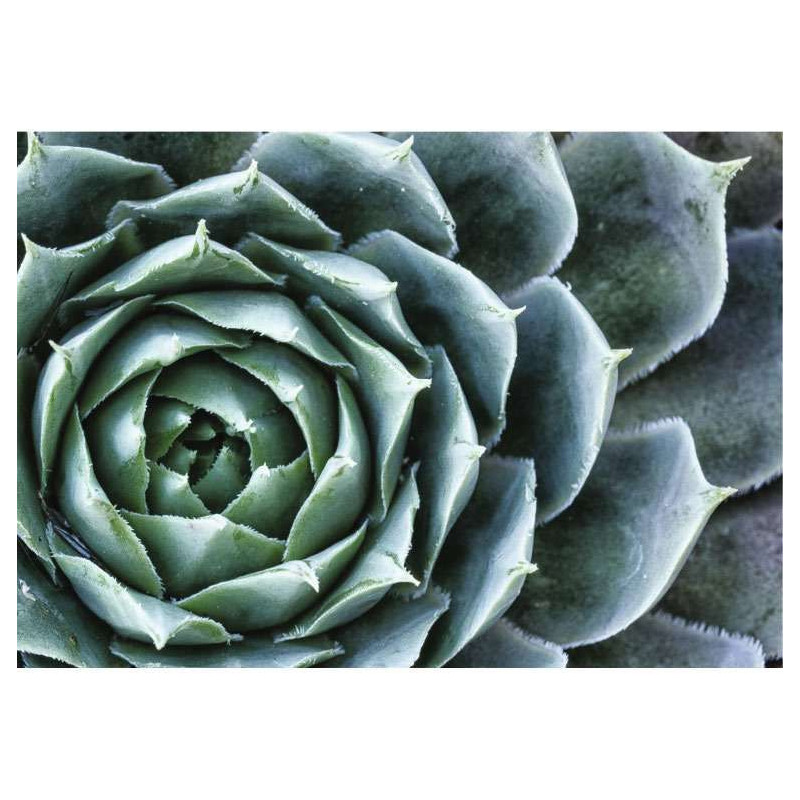 ECHEVERIA poster - Landscape and nature poster