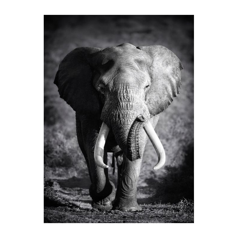 LONE ELEPHANT poster - Animal poster