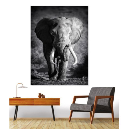 Poster éléphant en noir et blanc