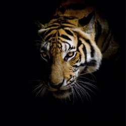 Póster fotográfico artístico del tigre