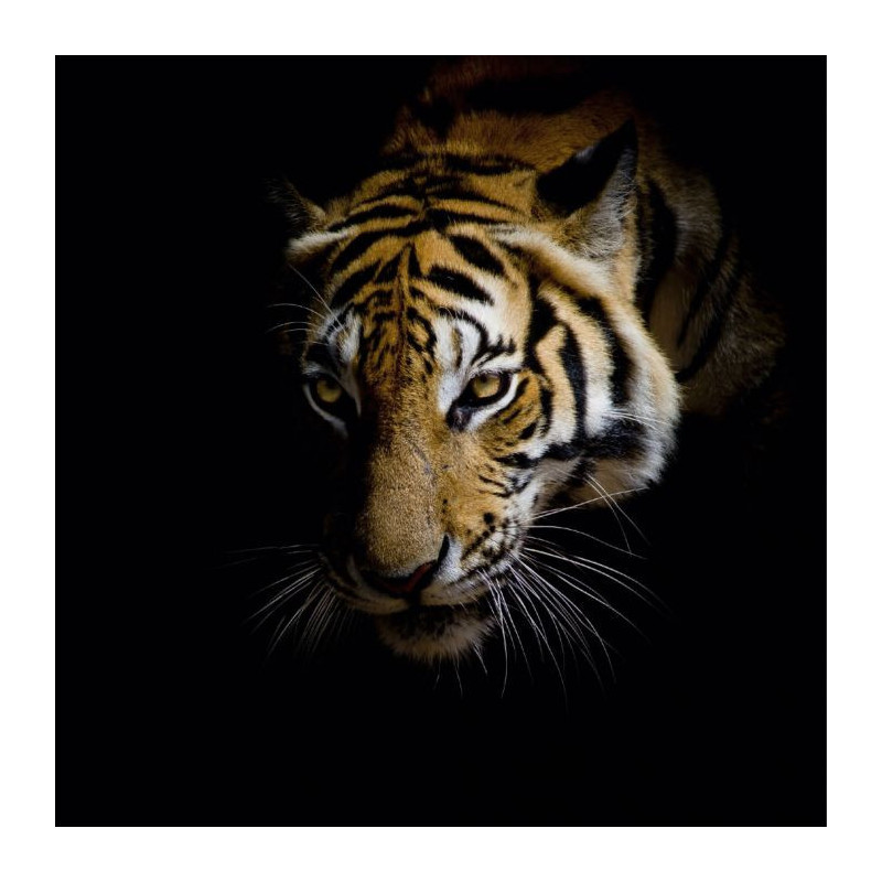 EYES OF A TIGER poster - Landscape and nature poster