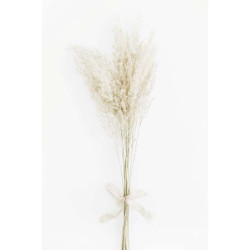 DRIED FLOWERS