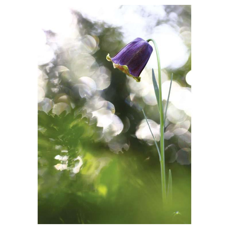 Póster FRISO DE LOS PIRINEOS - Poster de flores