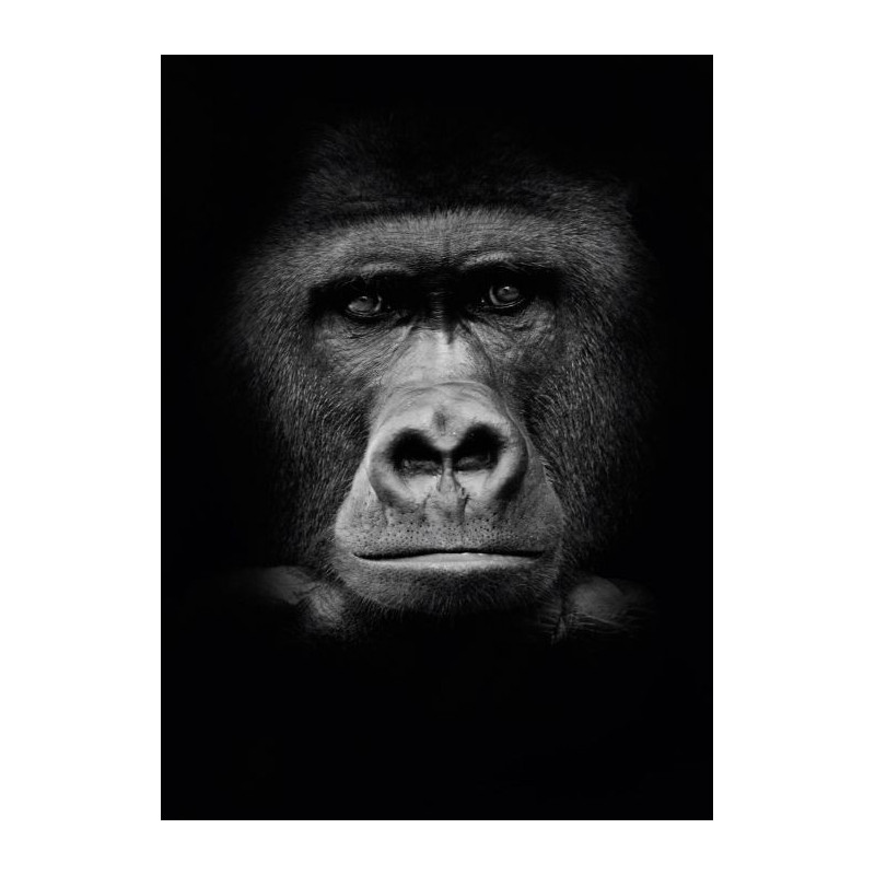 GORILLA poster - Animal poster