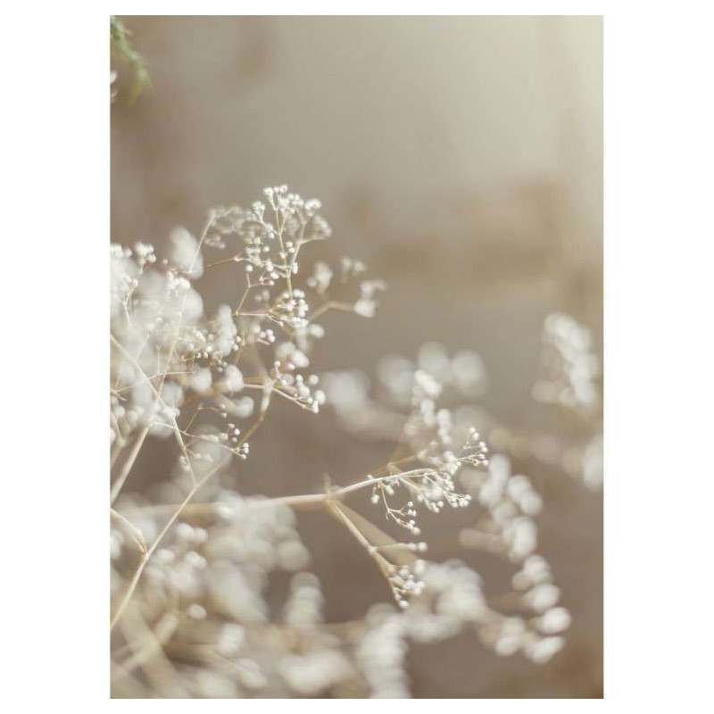 GYPSOPHILA poster - Flower poster