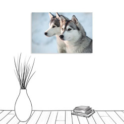 Póster Husky