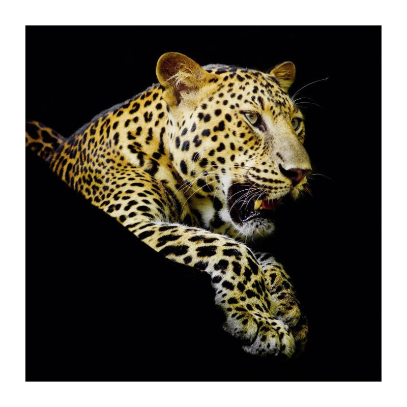 LEOPARD'S NAP poster - Animal poster