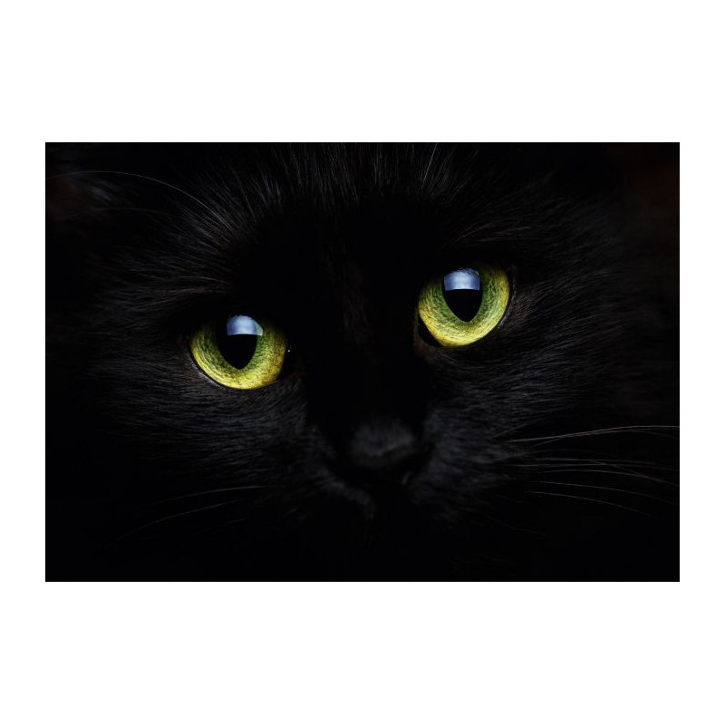 THE CAT'S EYES poster - Animal poster