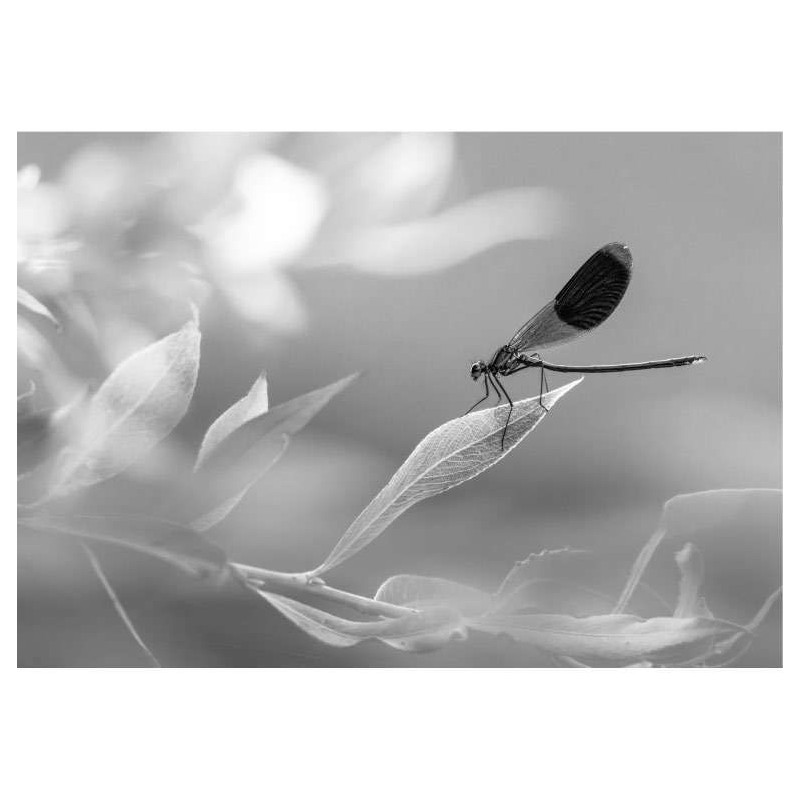 DRAGONFLY poster - Black and white posters