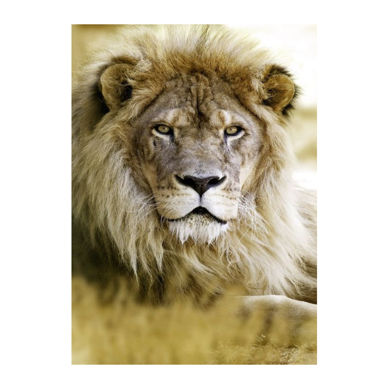 LION poster - Animal poster