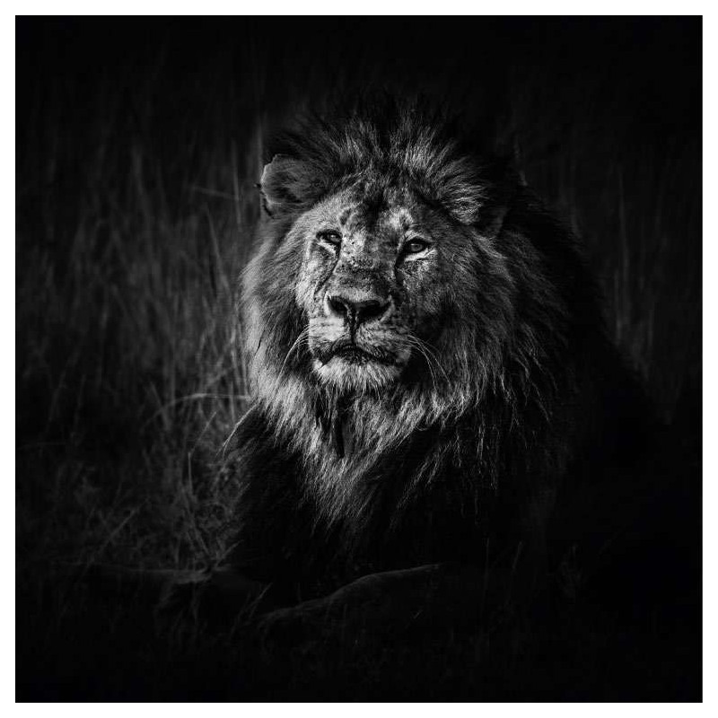 Poster LION NOIR ET BLANC - Poster animaux