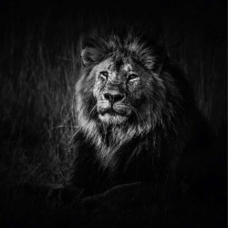 Poster LION NOIR ET BLANC