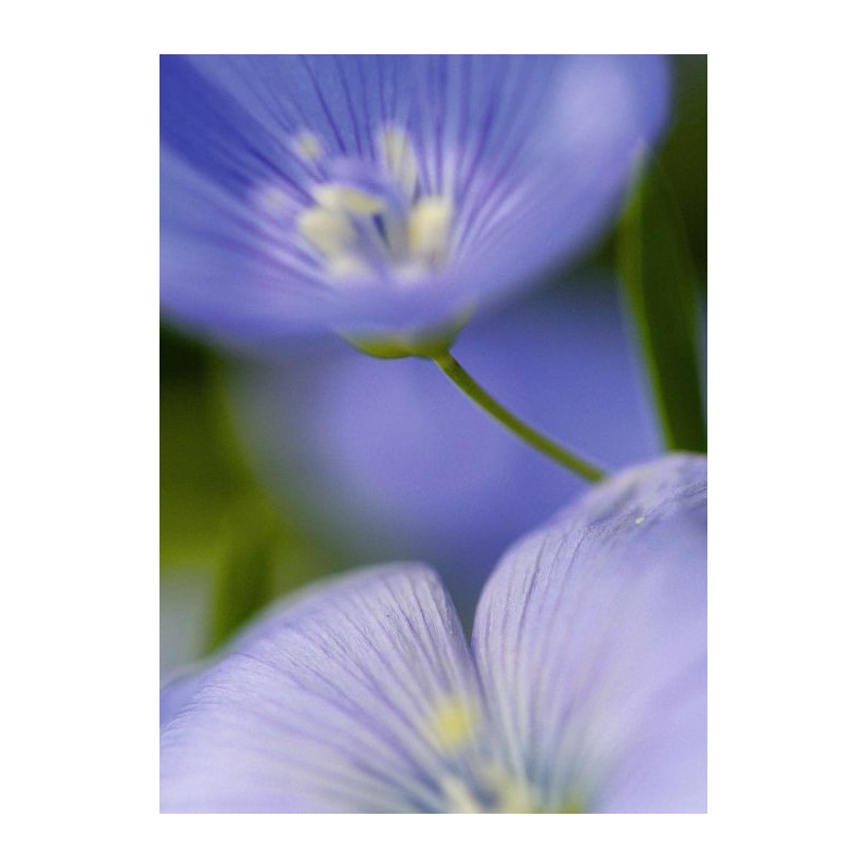 MAJORELLE poster - Flower poster