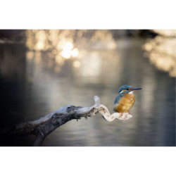 KINGFISHER