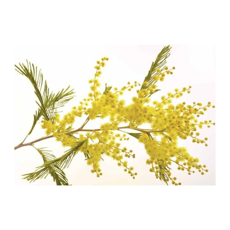 MIMOSA poster - Flower poster