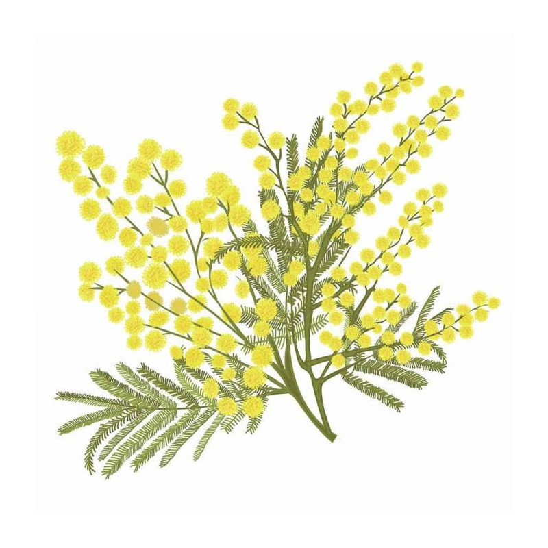 WINTER MIMOSA poster - Yellow poster