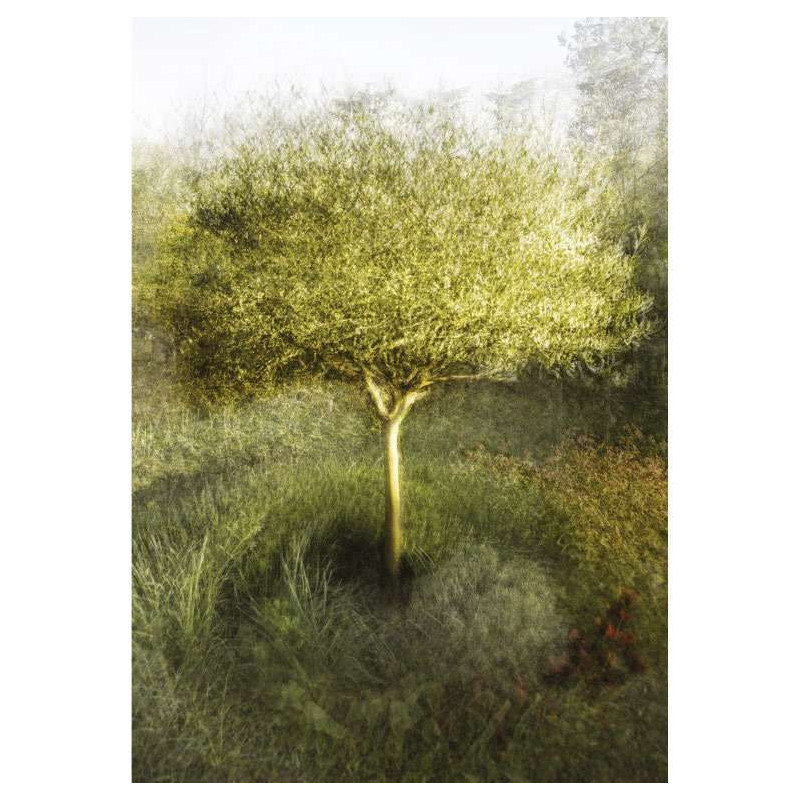 OLIVE TREE IN MY GARDEN poster - Green poster