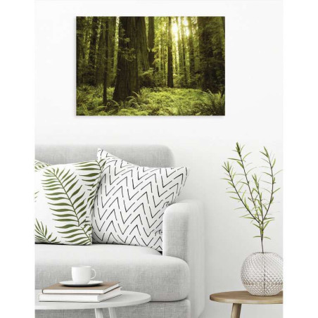 Poster nature forêt de sequoia