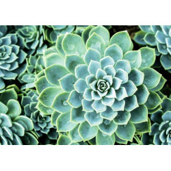 Succulent plant decorative poster