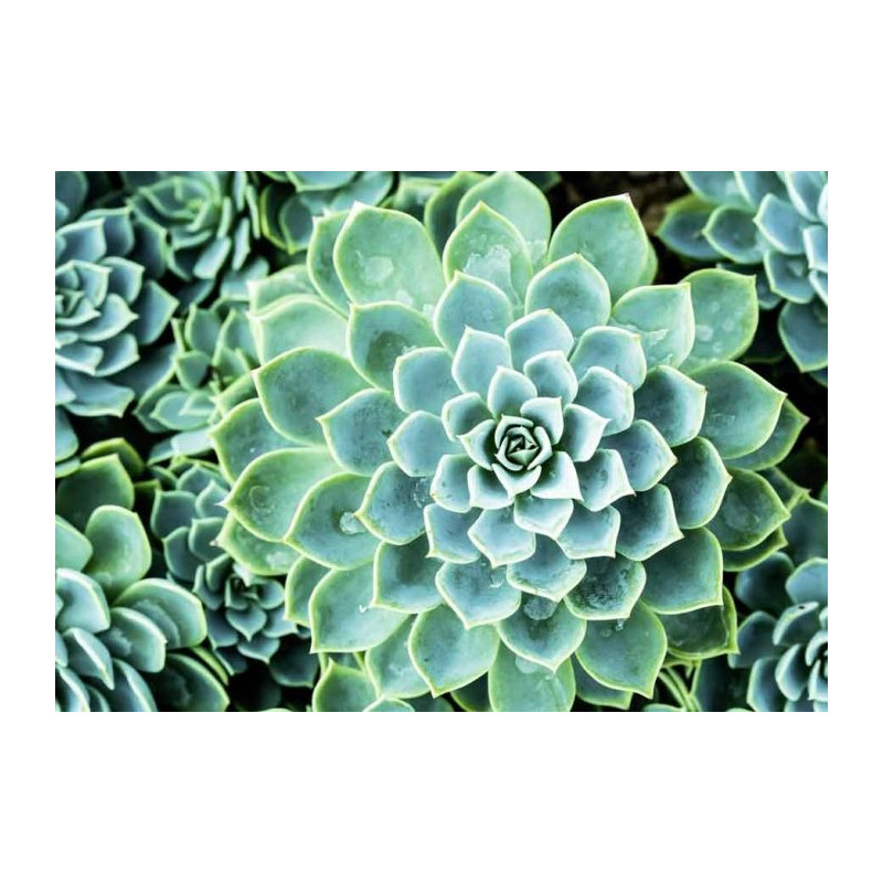 SUCCULENTE poster - Kitchen poster